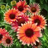 Эхинацея Echinacea Flamingo